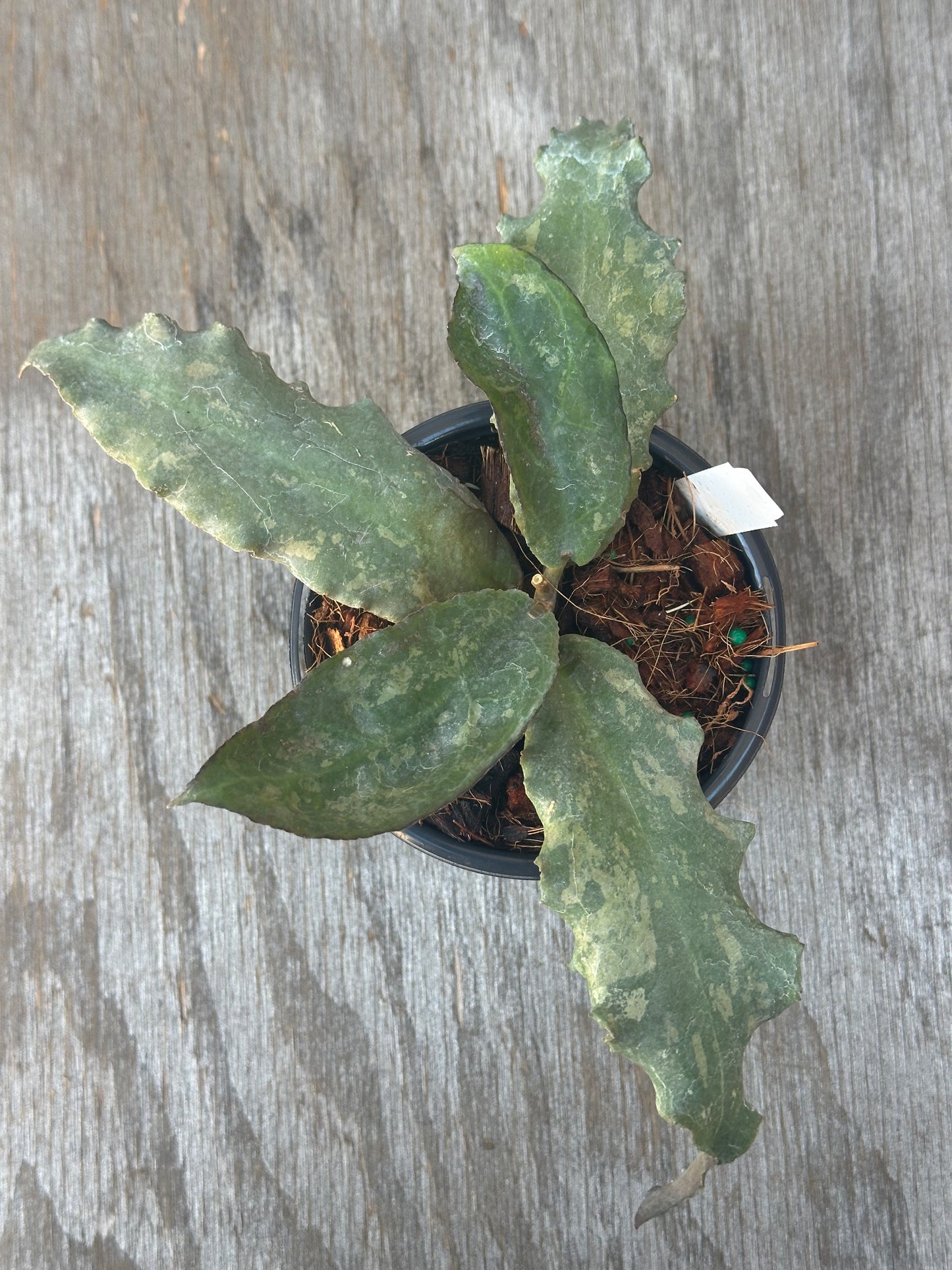 Hoya Undulata in a 4-inch pot, displayed on a wooden surface; fully rooted and ideal for exotic houseplant collectors.