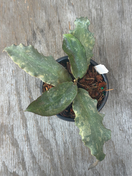 Hoya Undulata in a 4-inch pot, displayed on a wooden surface; fully rooted and ideal for exotic houseplant collectors.