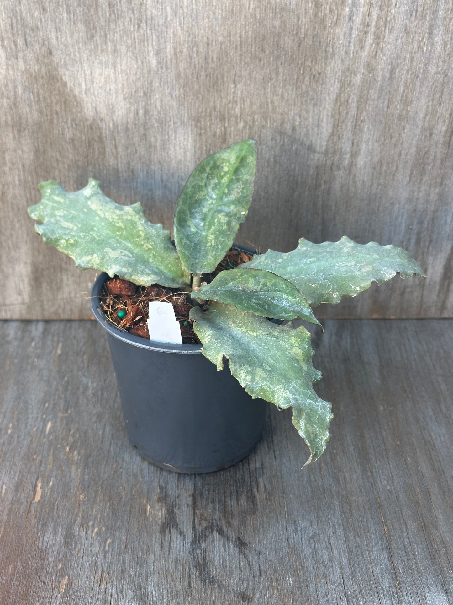 Hoya Undulata in a 4-inch pot, fully rooted, with a visible white label, ideal for collectors of rare variegated tropical houseplants.