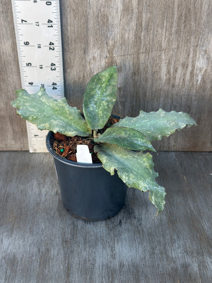 Hoya Undulata in a 4-inch pot, fully rooted, with a white label. Perfect for collectors of rare variegated tropical houseplants.