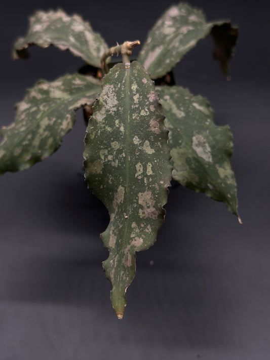 Hoya Undulata fully rooted in a 2.25-inch pot from Next World Exotics, specializing in rare variegated tropical houseplants.