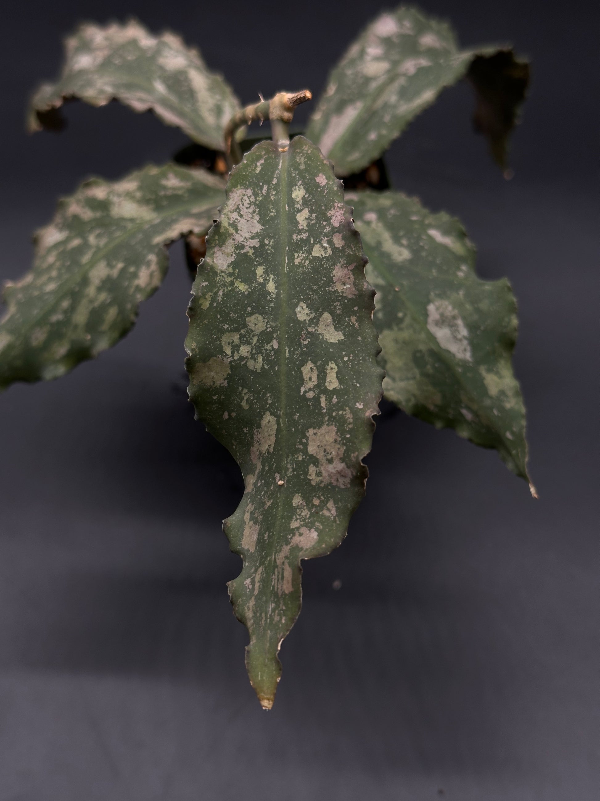 Hoya Undulata fully rooted in a 2.25-inch pot from Next World Exotics, specializing in rare variegated tropical houseplants.