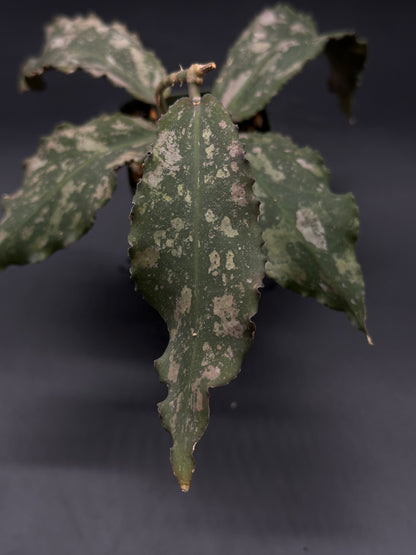 Hoya Undulata fully rooted in a 2.25-inch pot from Next World Exotics, specializing in rare variegated tropical houseplants.