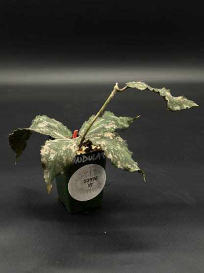 Hoya Undulata (508W17) in a 2.25-inch pot, rooted and ready for collectors seeking rare, exotic houseplants.