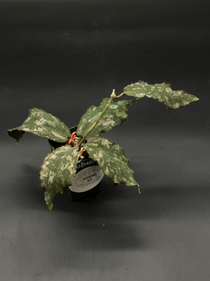 Hoya Undulata, fully rooted in a 2.25-inch pot, ideal for collectors seeking rare, variegated tropical houseplants from Next World Exotics.