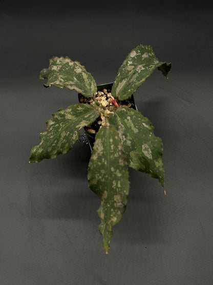 Hoya Undulata (508W17) fully rooted in a 2.25-inch pot, a rare variegated tropical houseplant ideal for collectors and plant enthusiasts.