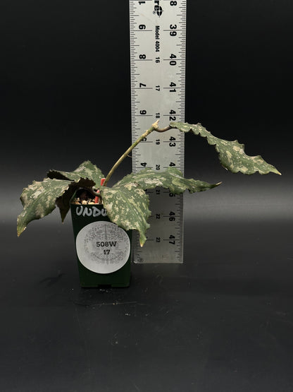 Hoya Undulata (508W17) in a 2.25-inch pot, showcasing its unique foliage. Part of Next World Exotics' rare houseplant collection for enthusiasts and collectors.