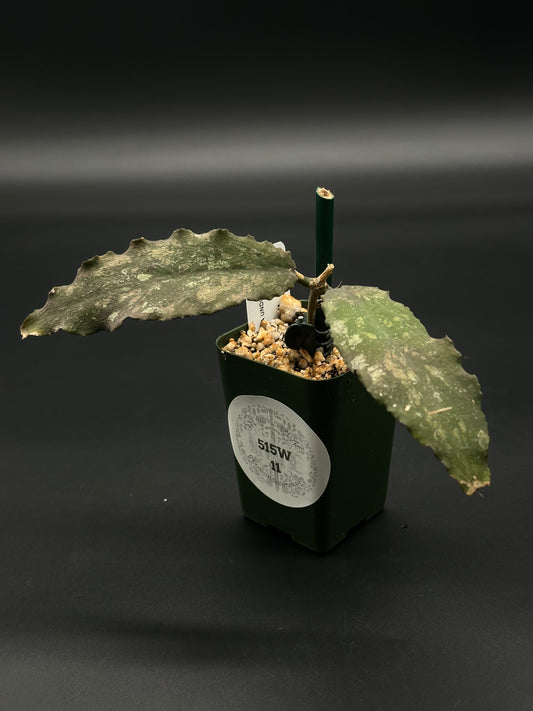 Hoya Undulata (515W11) in a 2.25-inch pot, showcasing its lush, textured leaves. Ideal for collectors seeking rare, variegated tropical houseplants.