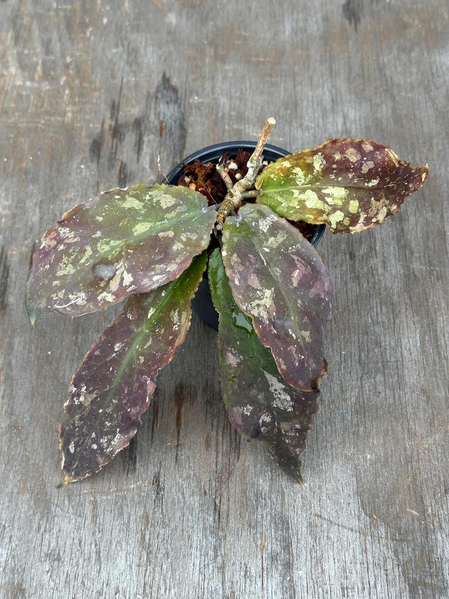 Hoya Undulata 803WEB014