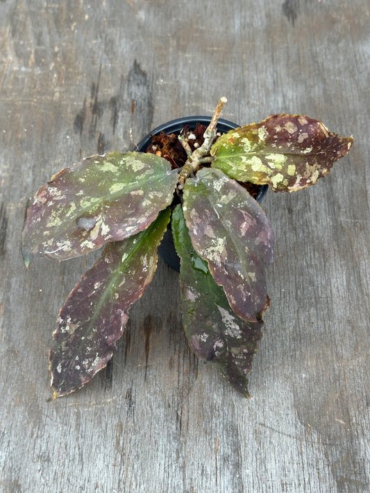 Hoya Undulata 803WEB014