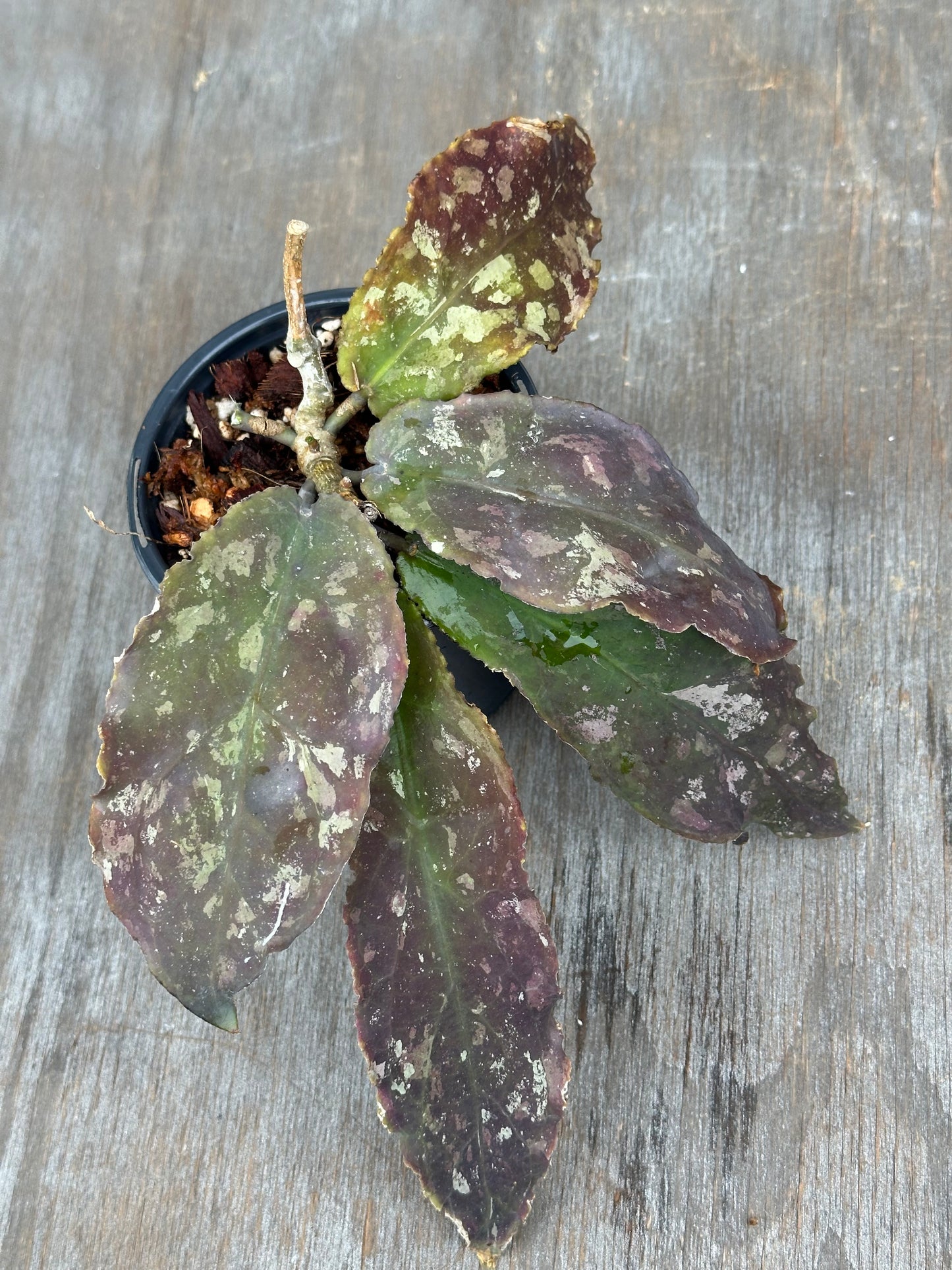 Hoya Undulata 803WEB014