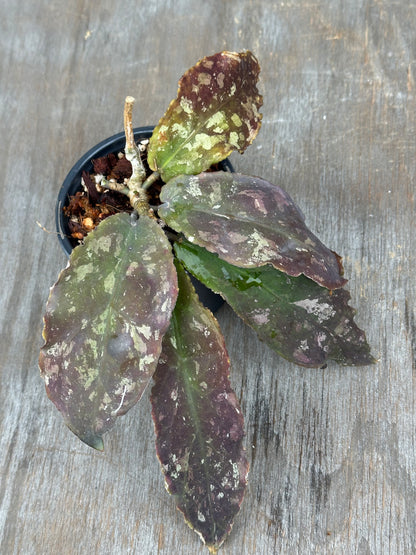 Hoya Undulata 803WEB014