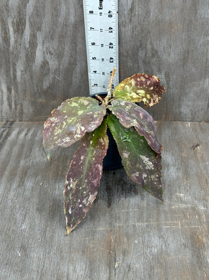 Hoya Undulata 803WEB014