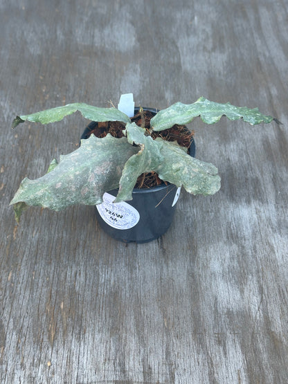 Potted Hoya Undulata (926W46) on a wood surface, showcasing its exotic, undulating leaves, available at Next World Exotics for rare plant enthusiasts.