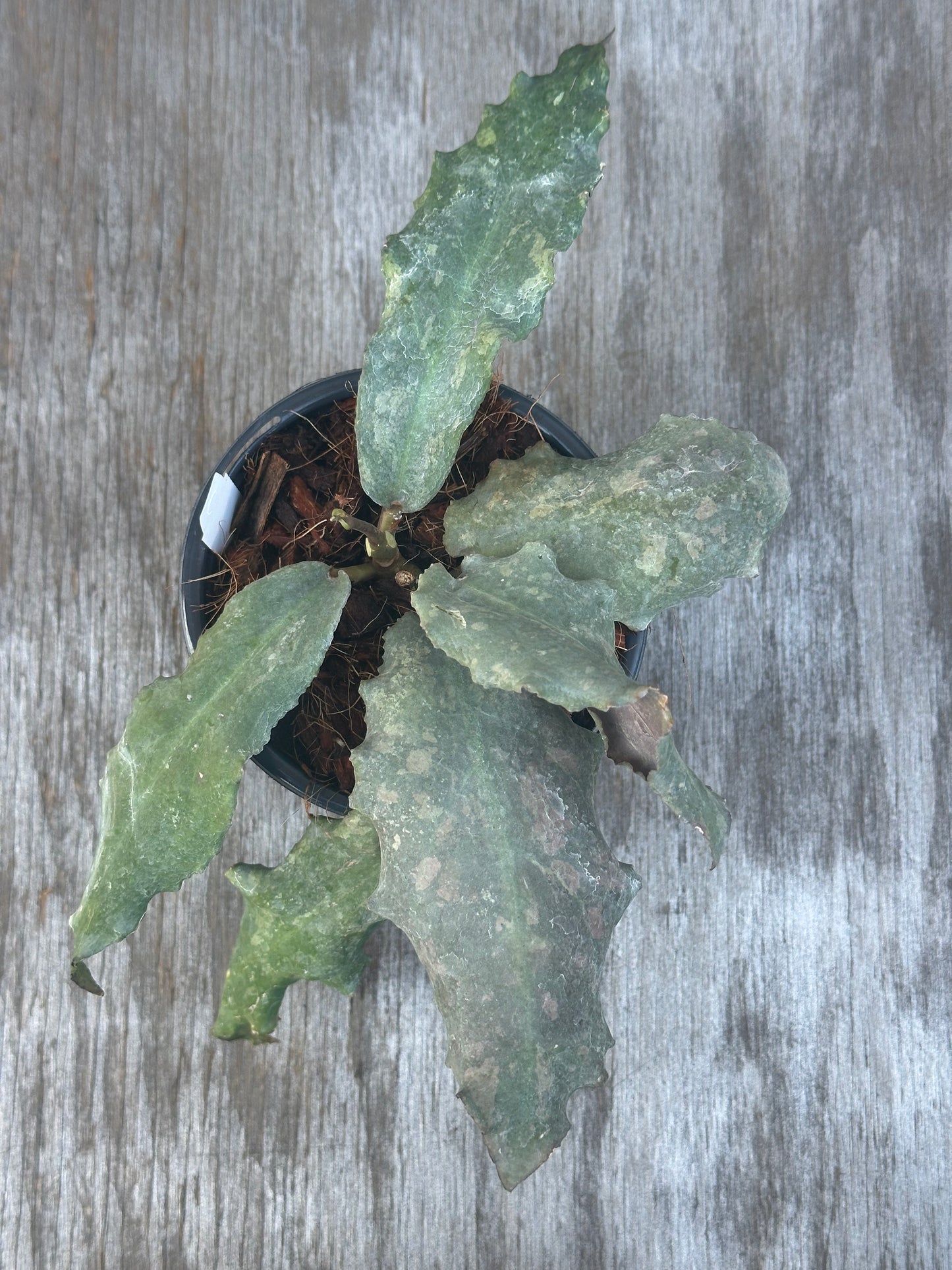 Hoya Undulata (926W46) in a pot, showcasing lush, textured leaves. Ideal for collectors and enthusiasts seeking exotic variegated houseplants.