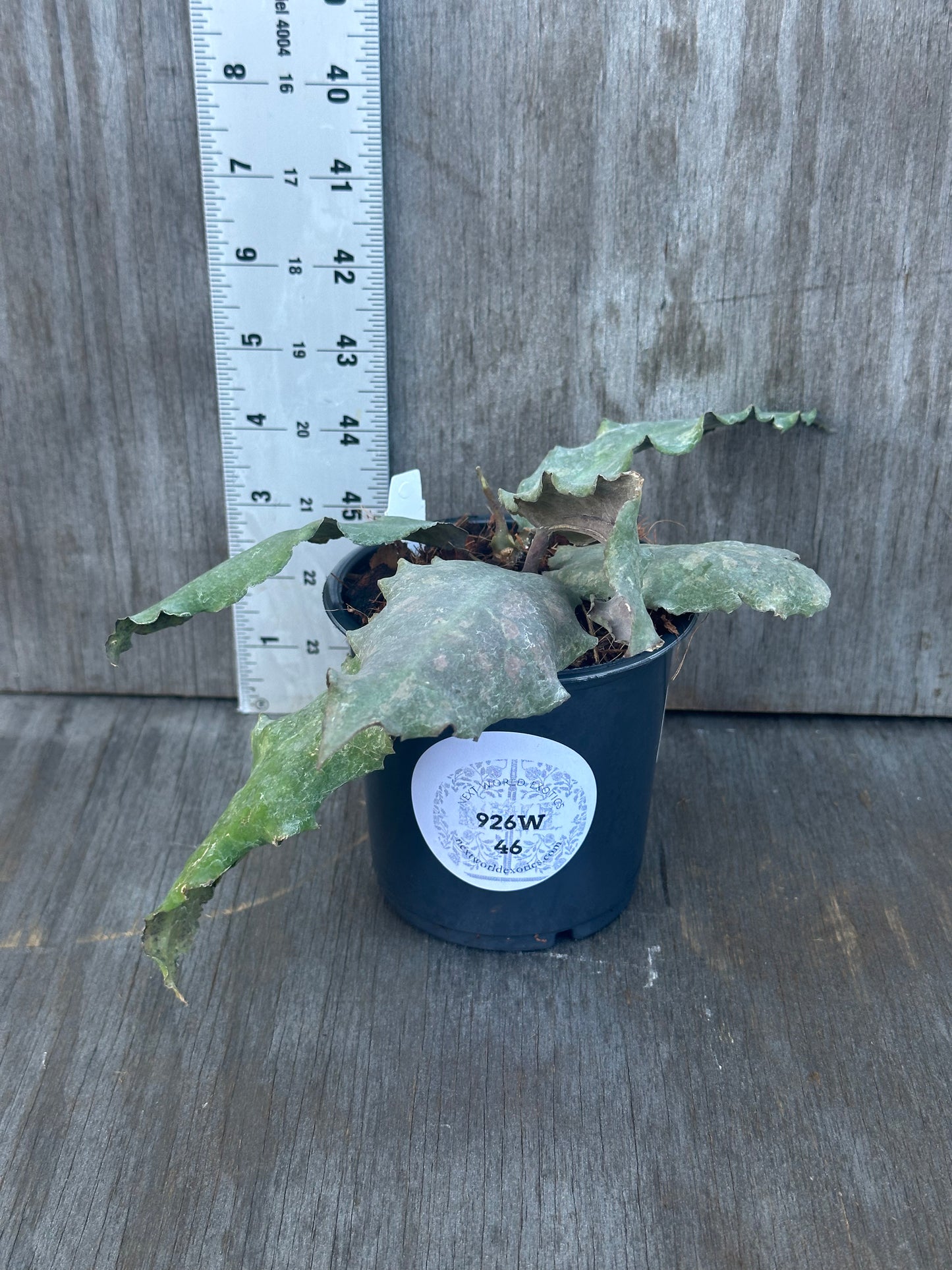 Potted Hoya Undulata (926W46) with a white label, featured in Next World Exotics' rare variegated tropical houseplant collection.