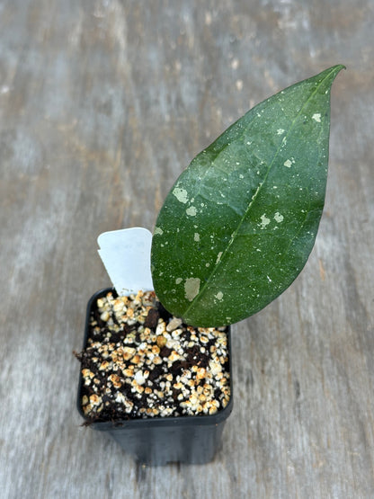 Hoya Verticillata 'Birds of Paradise'