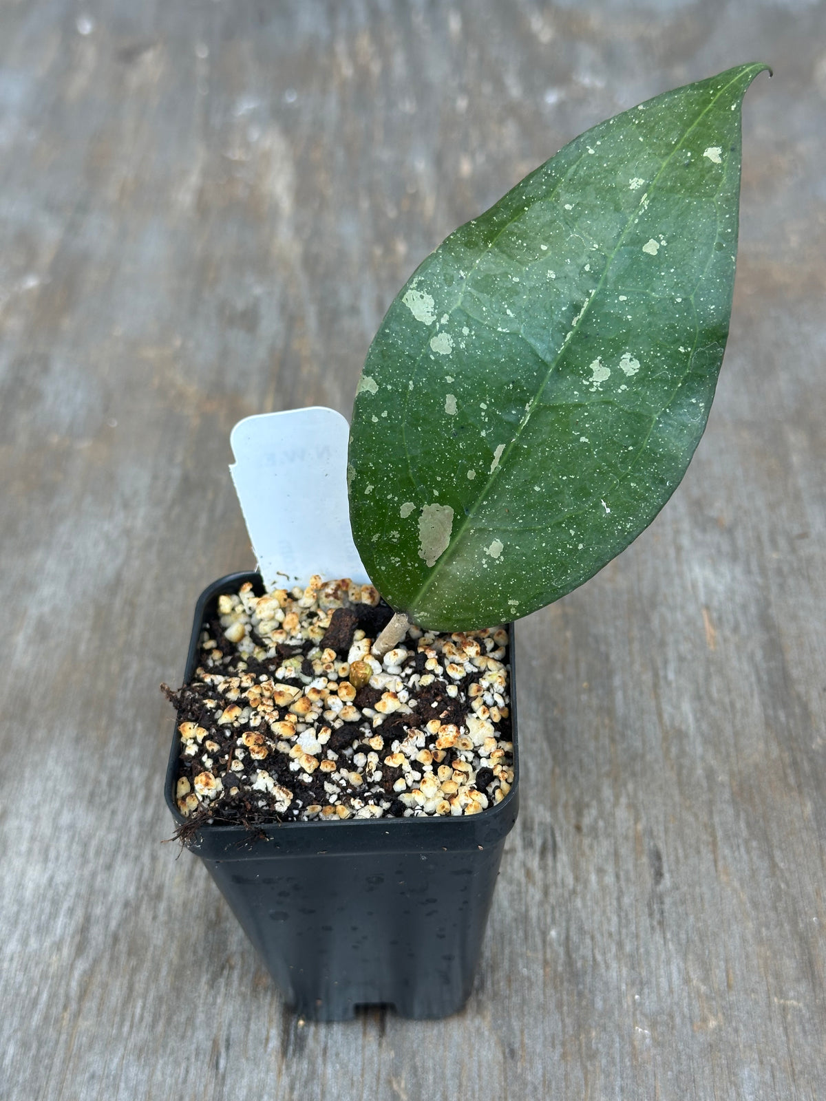 Hoya Verticillata 'Birds of Paradise'