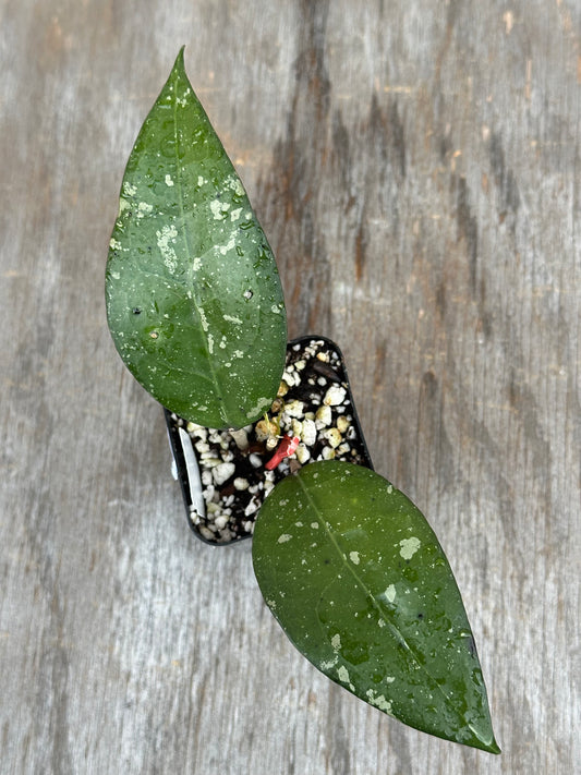 Hoya Verticillata 'Birds of Paradise' 727WEB048