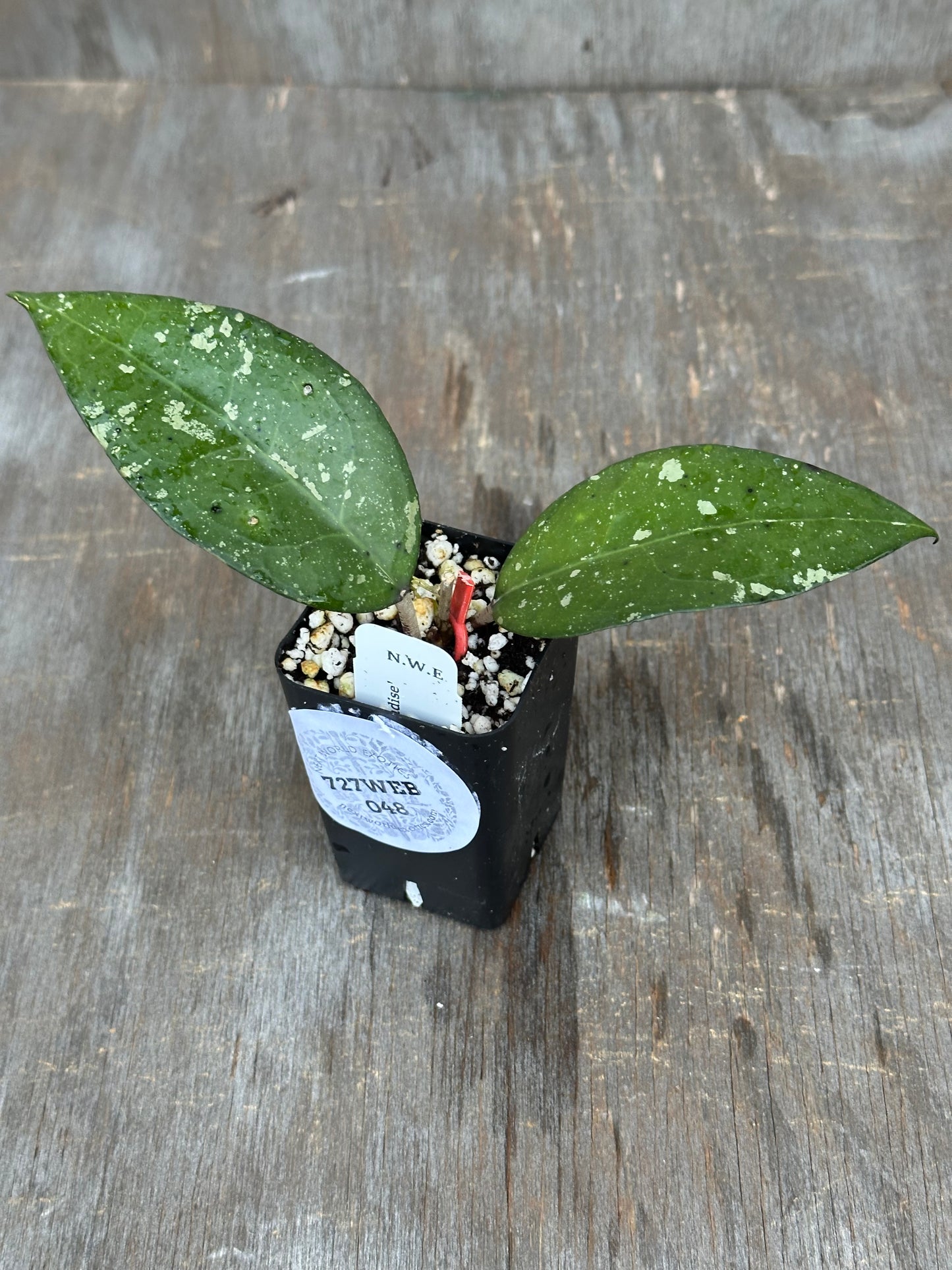 Hoya Verticillata 'Birds of Paradise' 727WEB048