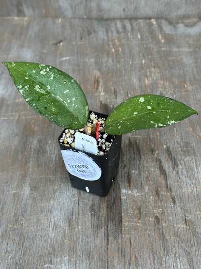 Hoya Verticillata 'Birds of Paradise' 727WEB048