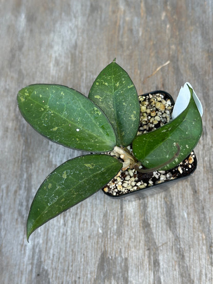 Hoya Verticillata 'Pink Splash'