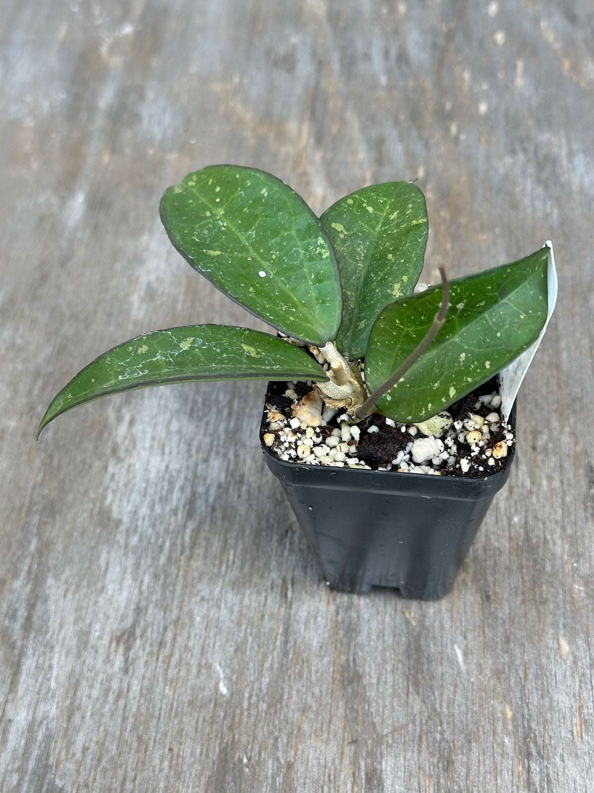 Hoya Verticillata 'Pink Splash'