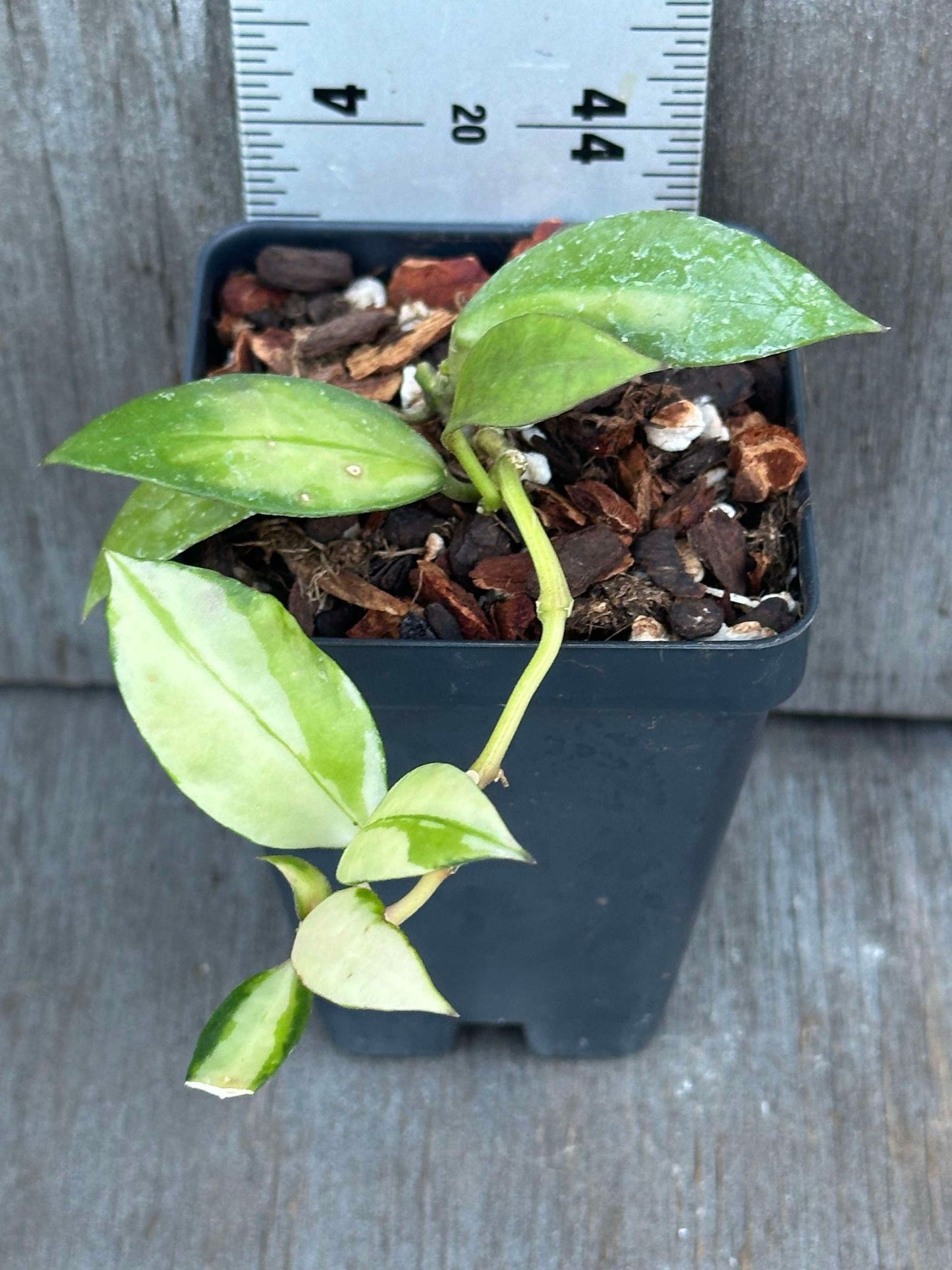 Hoya Walliniana Variegated (HWV1) 🌱 in a 2.5-inch pot with glossy dark green leaves, suitable for hanging baskets.