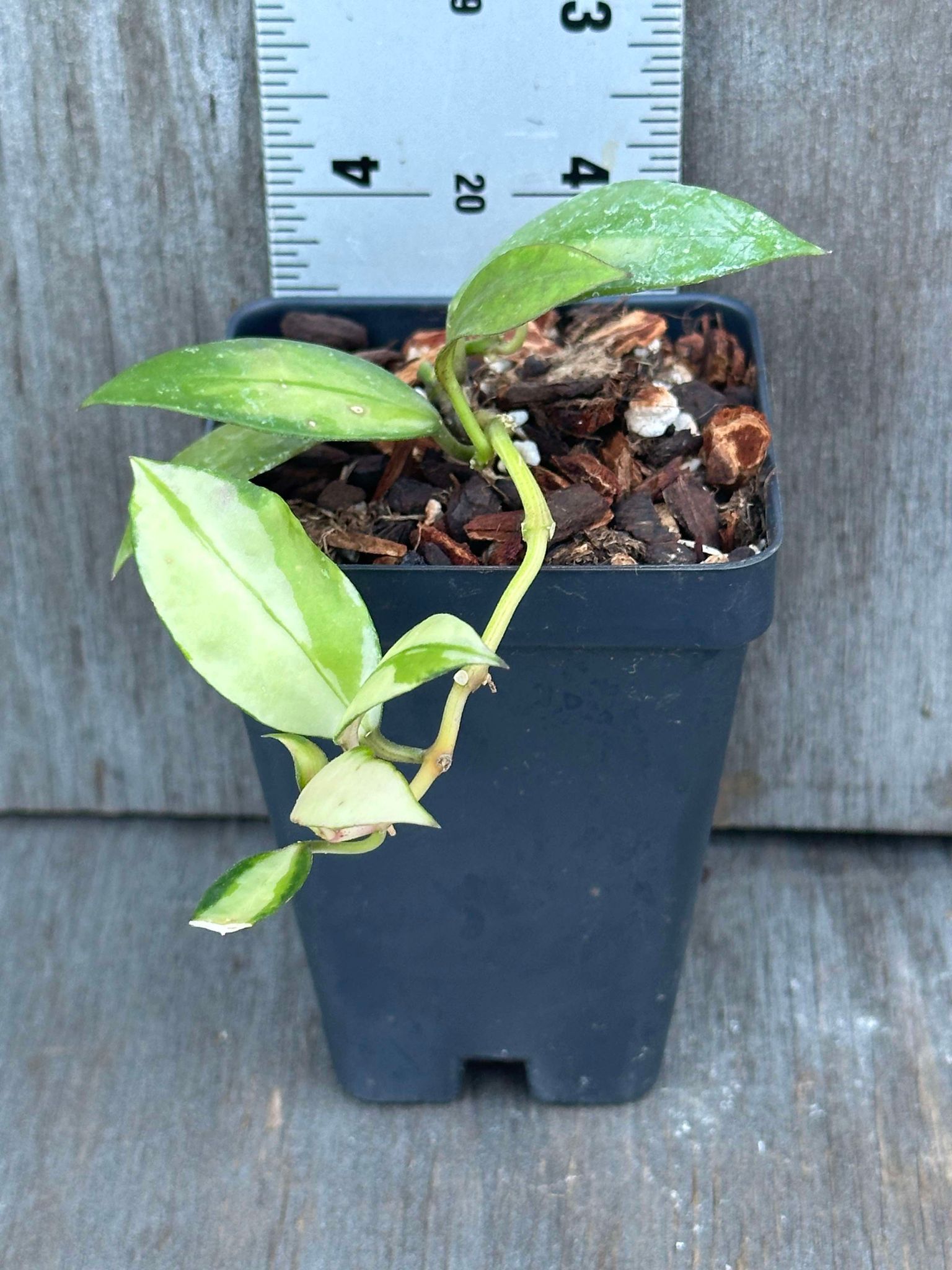 Hoya Walliniana Variegated (HWV1) 🌱 in a 2.5-inch pot, showcasing its glossy, dark green leaves and vibrant growth. Ideal for hanging baskets.