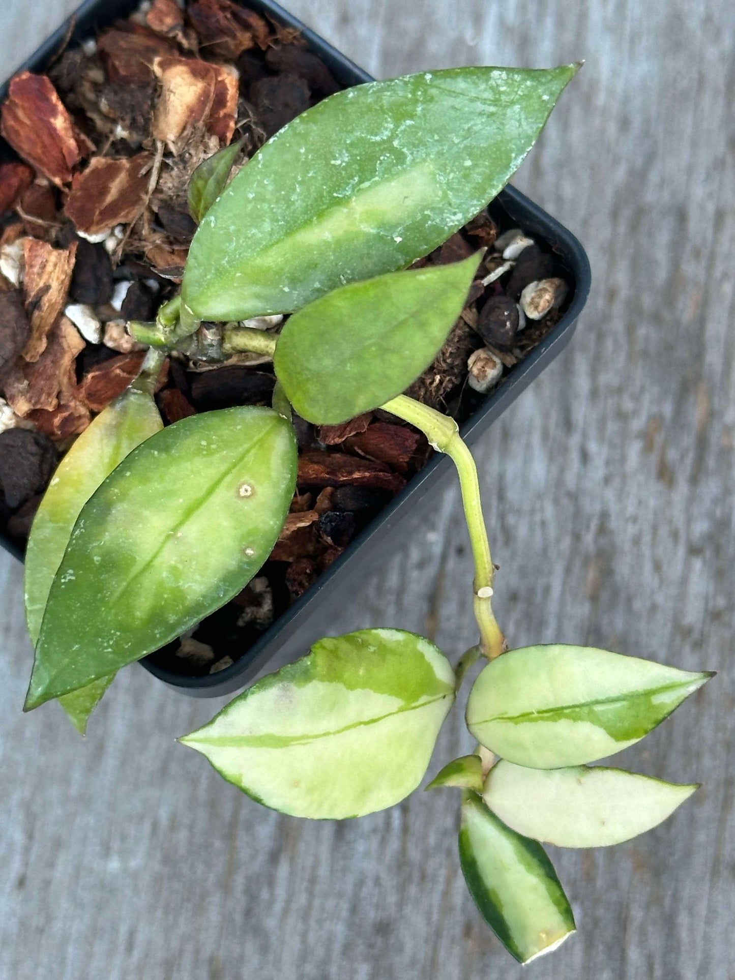 Hoya Walliniana Variegated (HWV1) 🌱 in a 2.5-inch pot, displaying glossy dark green leaves, ideal for hanging baskets.