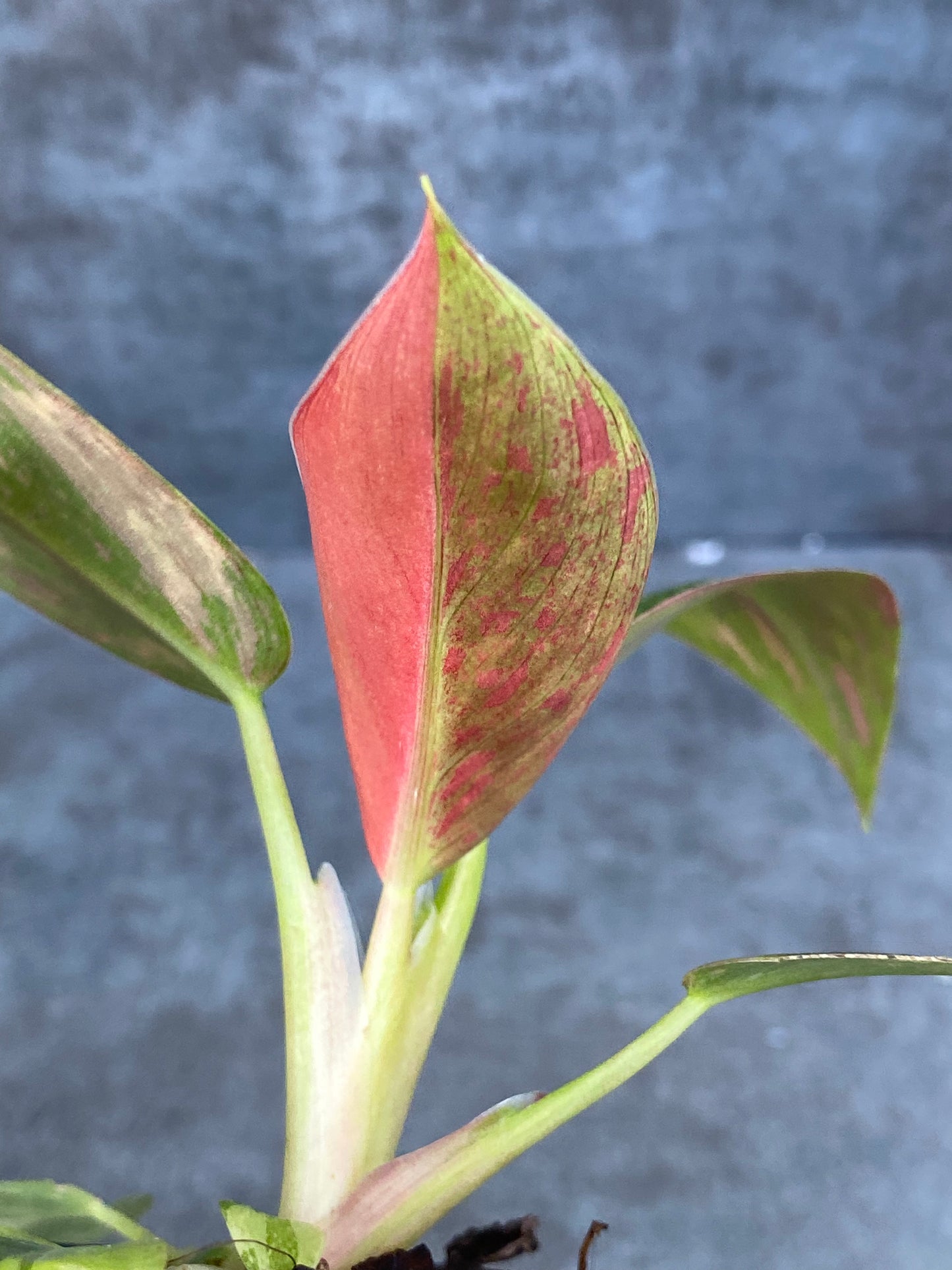 Philodendron Congo Nuclear - Super Hot Coral/Pink Underside!