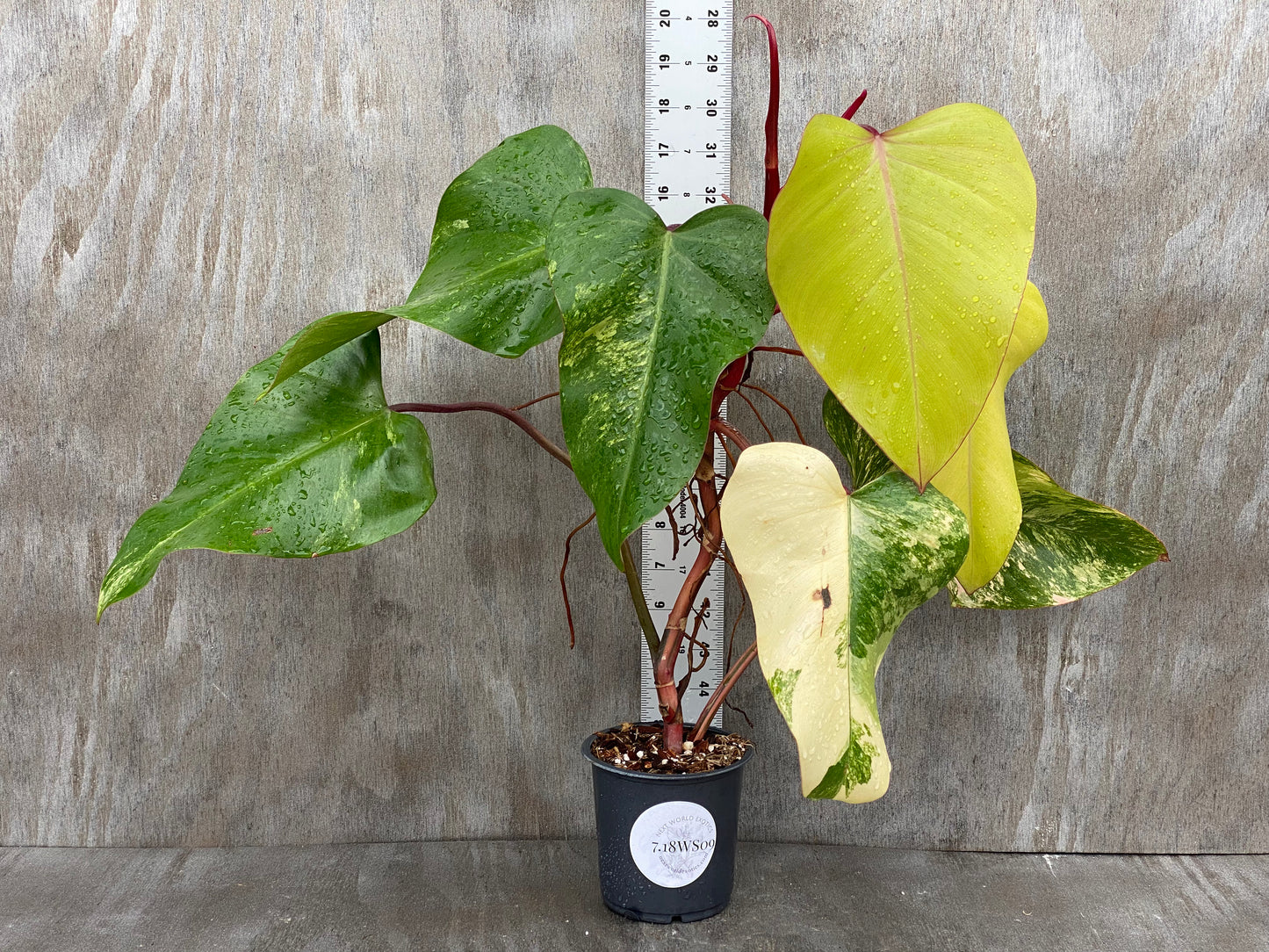 Philodendron Strawberry Shake (XL mid color)