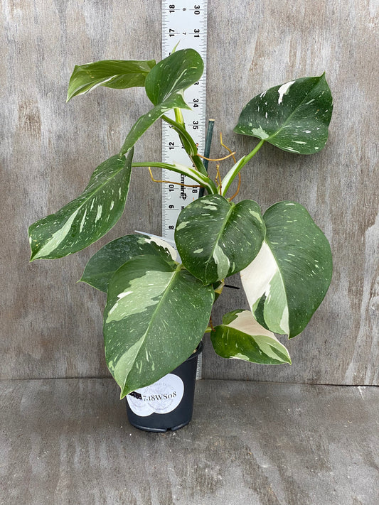 Philodendron White Wizard (High Color)