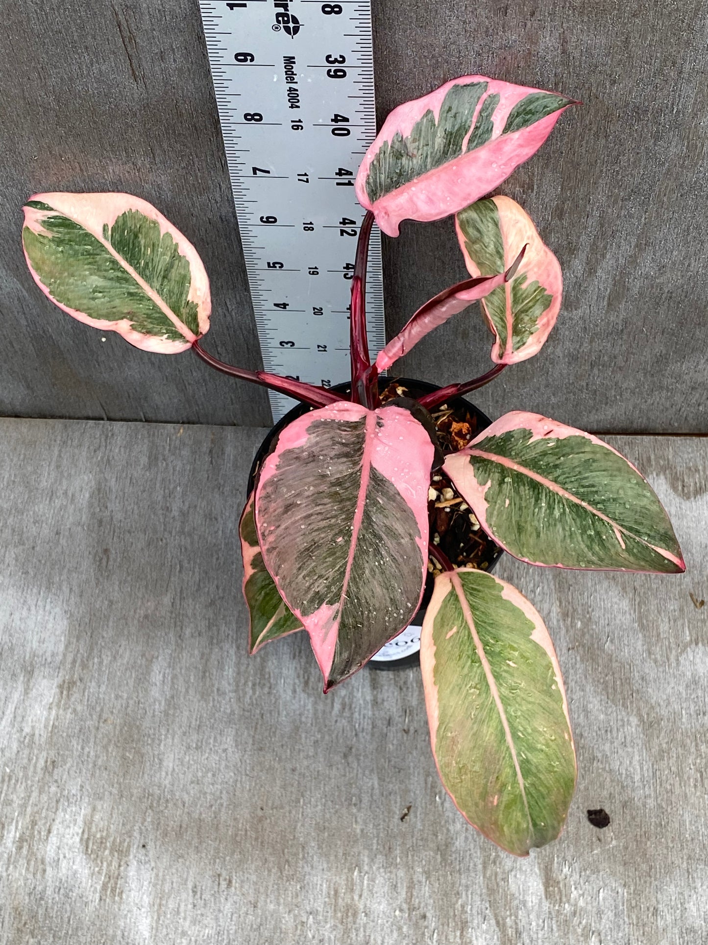 Philodendron Pink Mutation (ready to cut!)