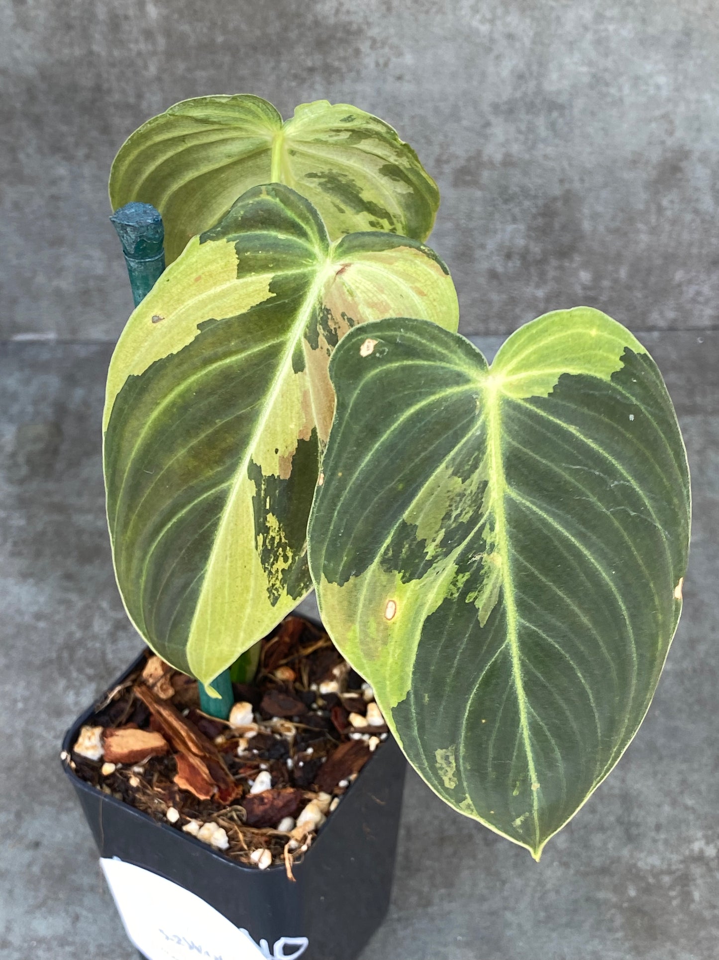 Philodendron Variegated Melanochrysum