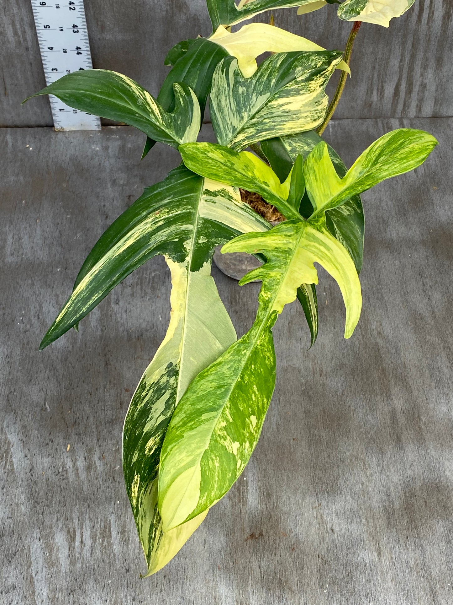 Philodendron Florida Beauty - Medium Size, High Beautiful Color!
