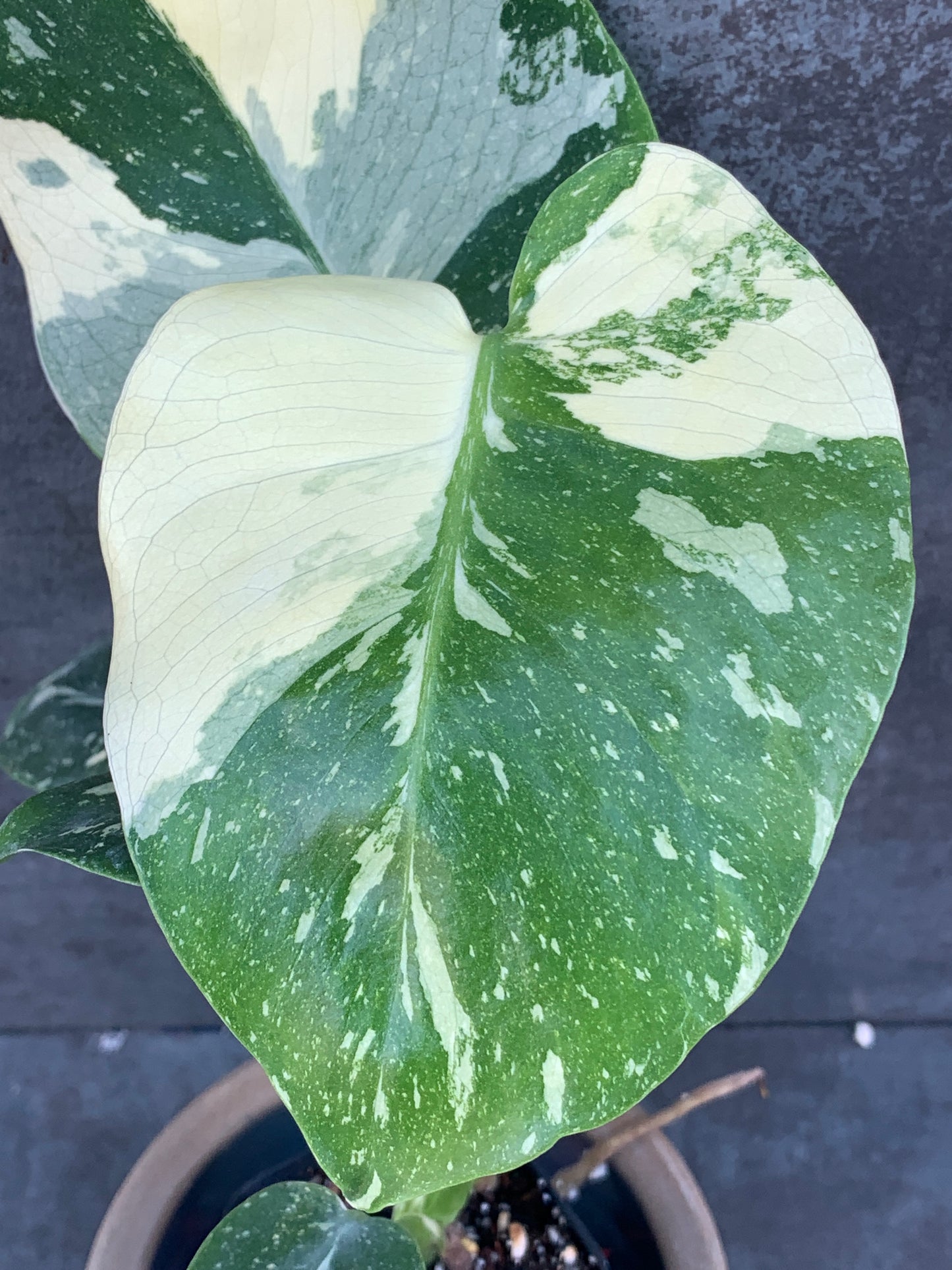 Monstera Thai Constellation - Stunning Minty Layered Color!