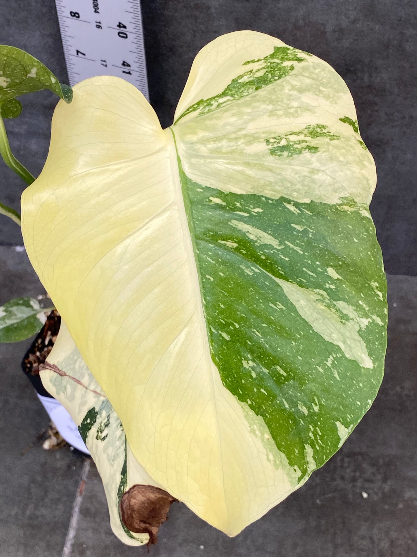 Monstera Thai Constellation - Buttery Color with Half Moon! Minty Blue Marbled Variegation!