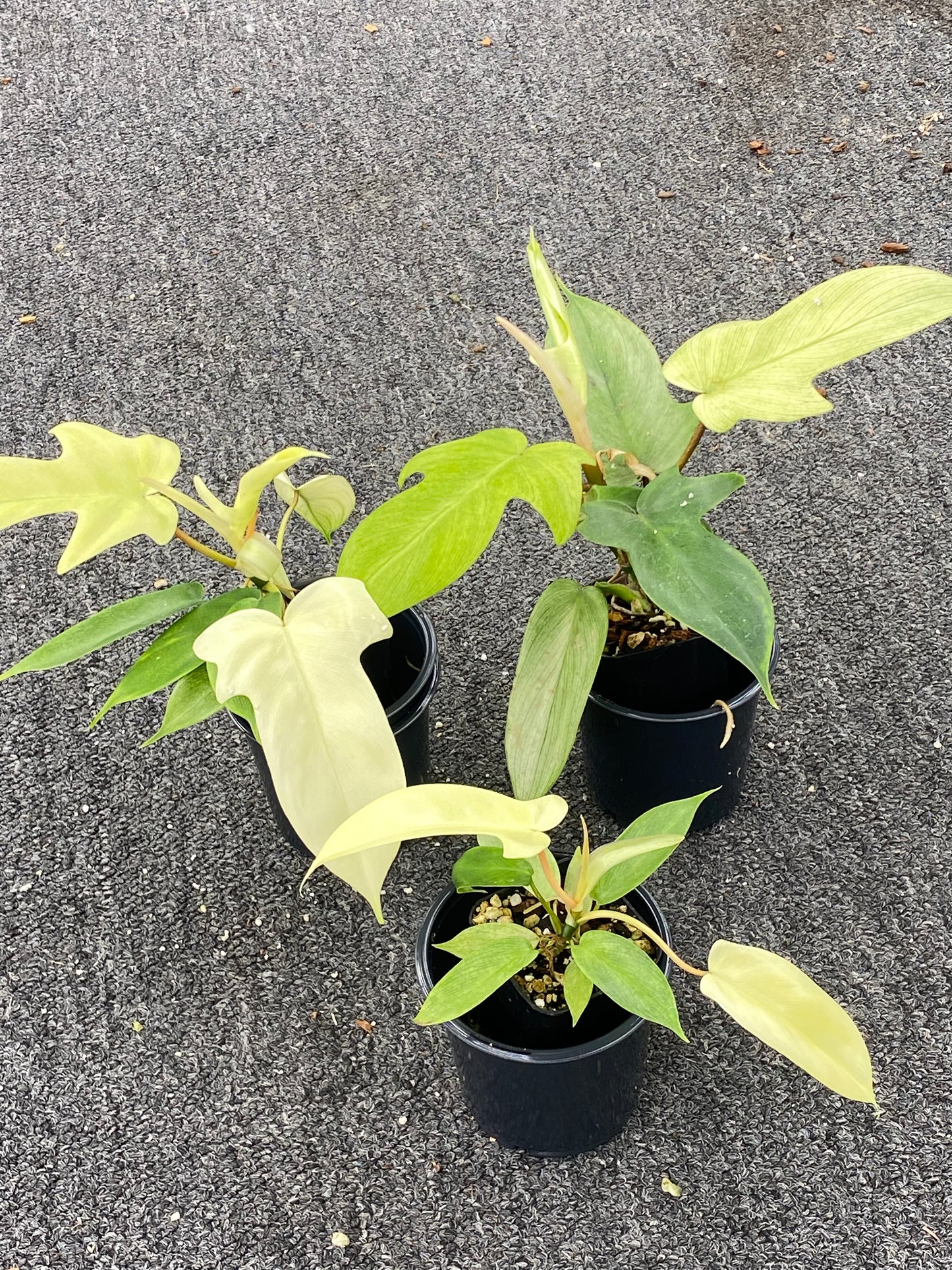 Grower’s Choice Philodendron Florida Ghost Mint