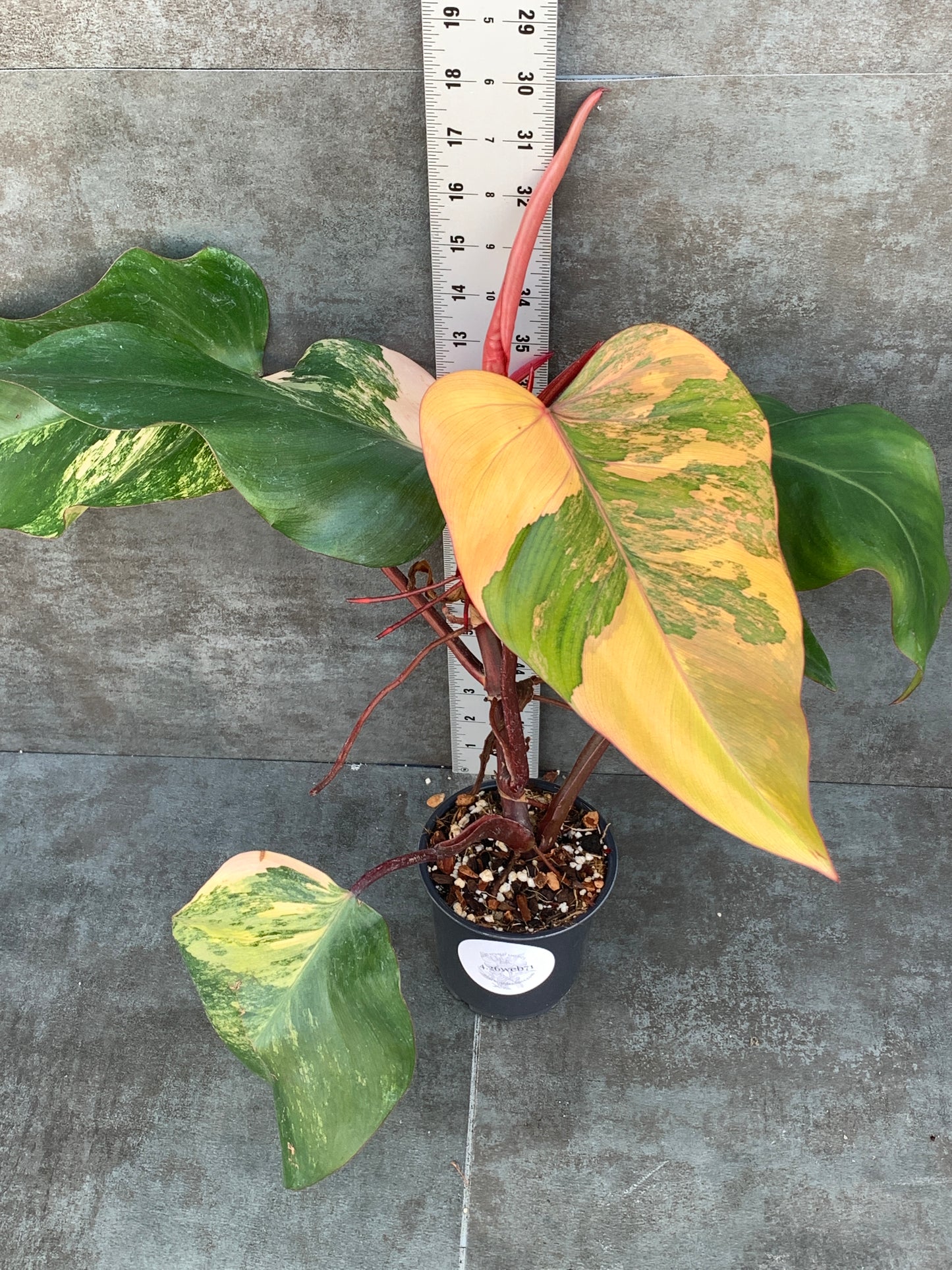 Philodendron Strawberry Shake - Painted Looking Color!
