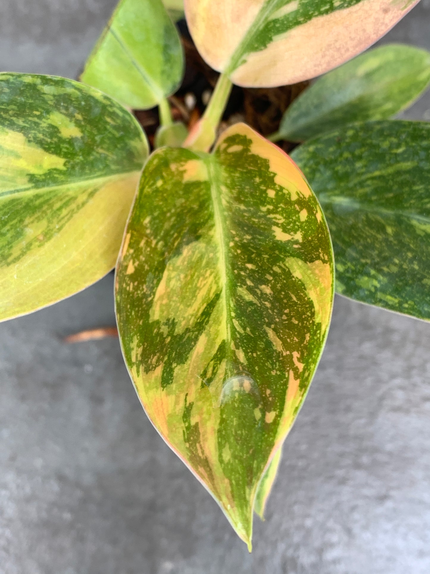 Philodendron Congo Nuclear - Hot Pink Undersides!