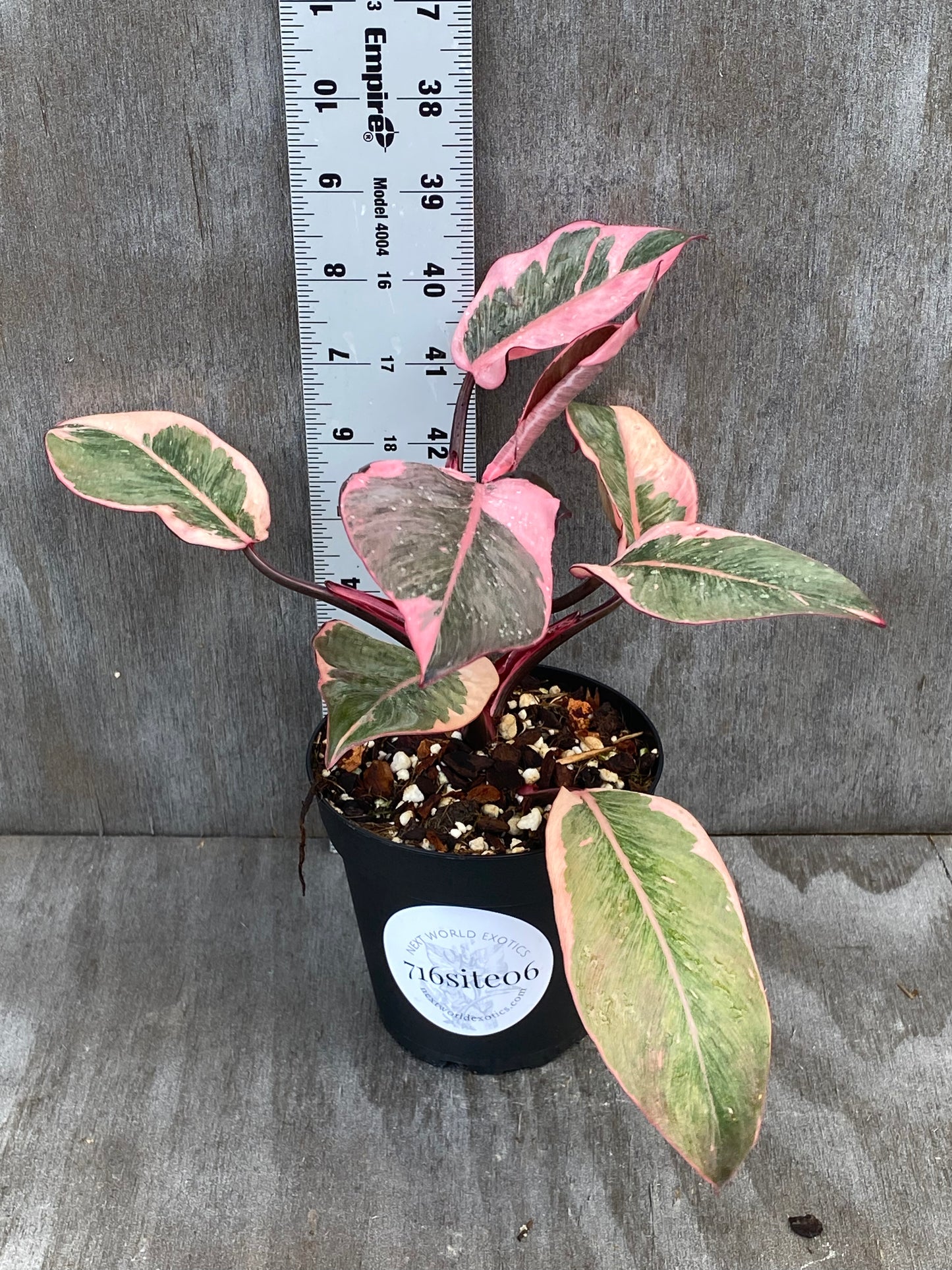 Philodendron Pink Mutation (ready to cut!)