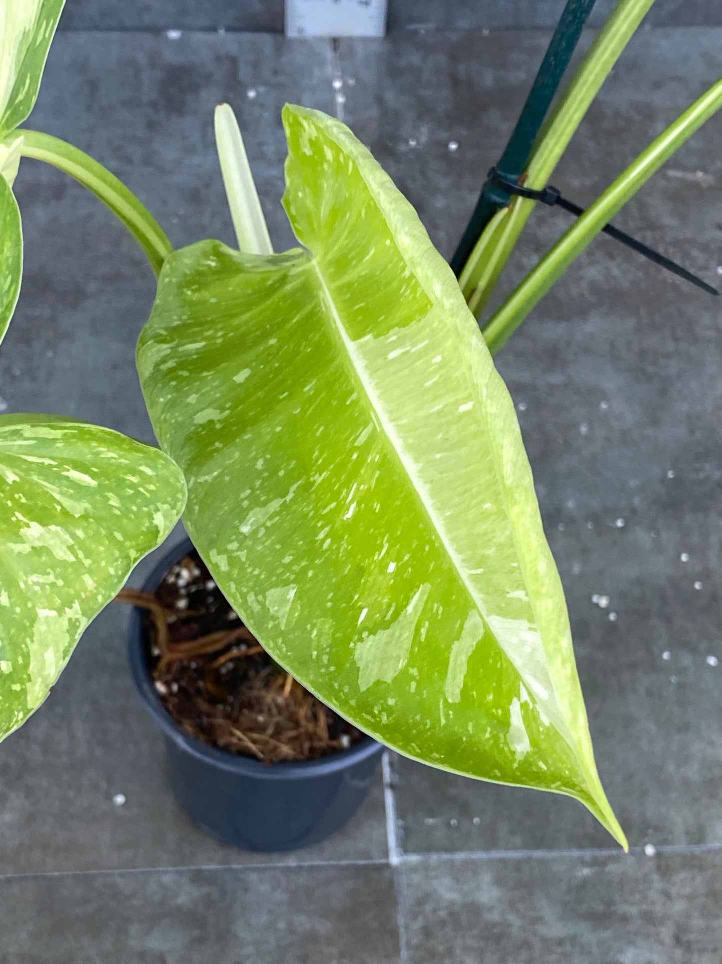 Philodendron Jose Buono - Beautiful Color with Half Moon!