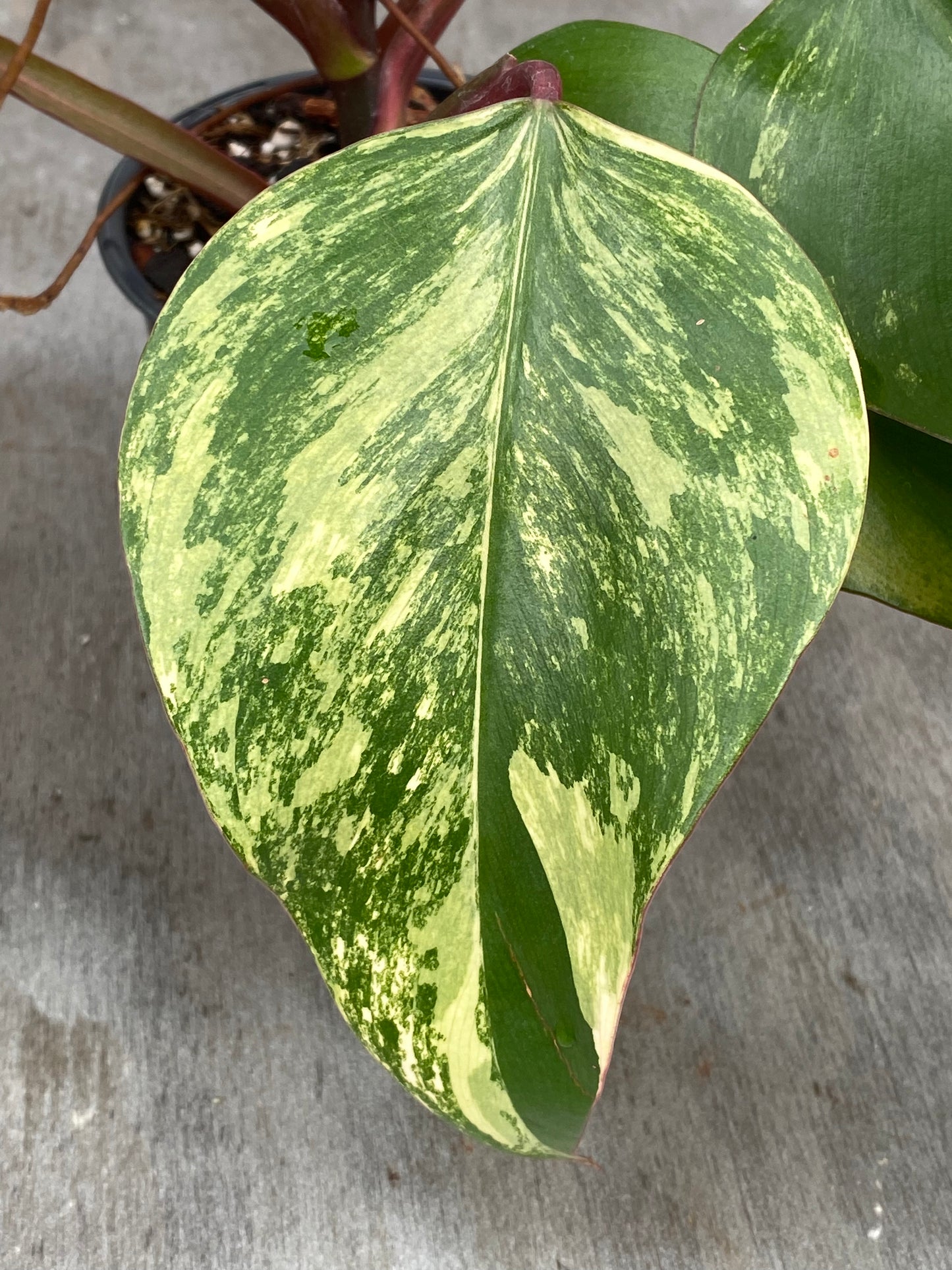 Philodendron Strawberry (Large good color)