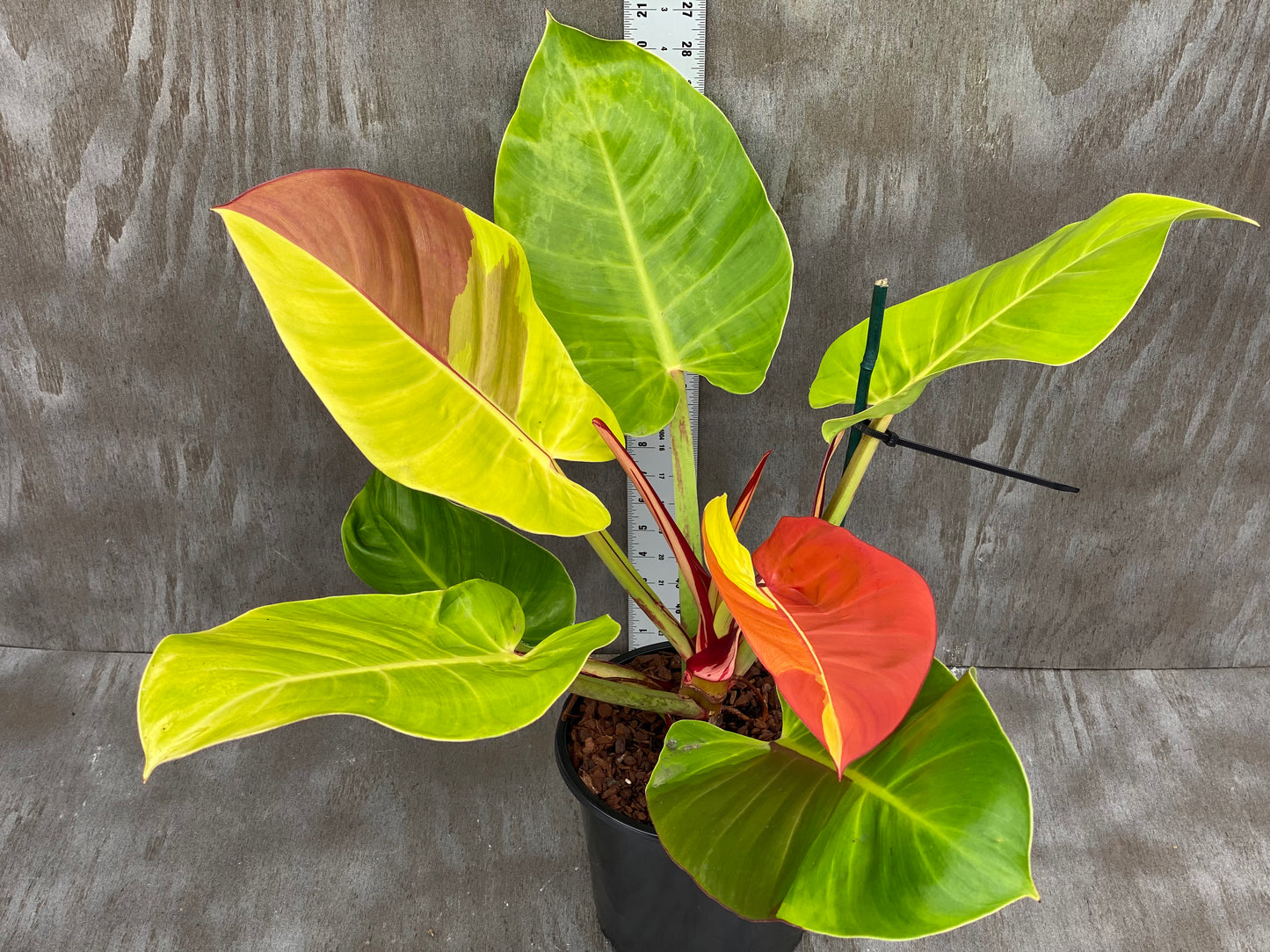 Philodendron Yellow Flame (mother plant huge!) Flame