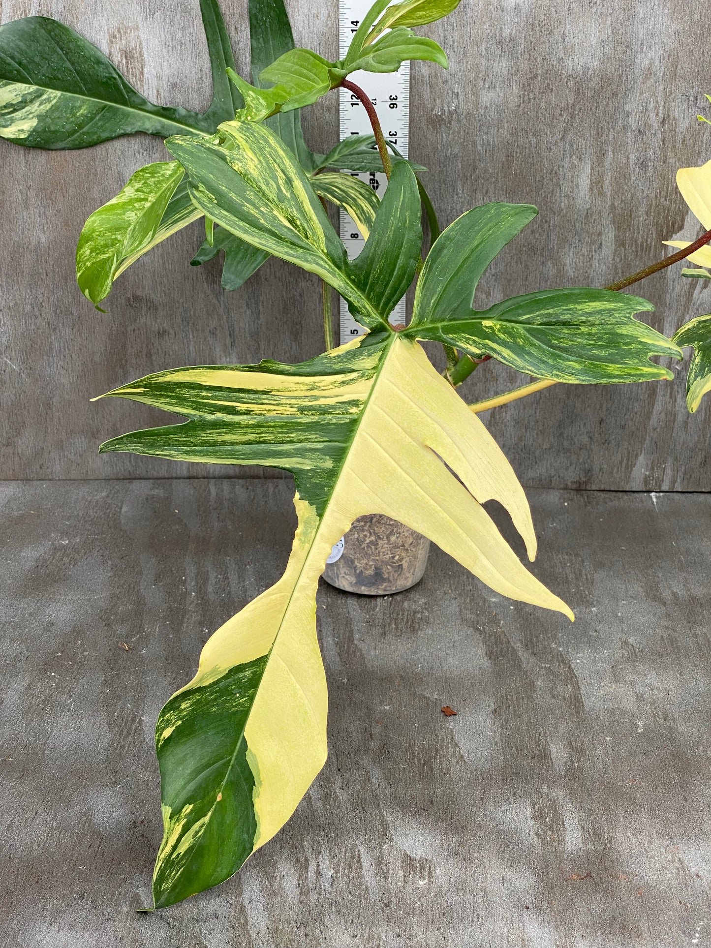 Philodendron Florida Beauty - Beautiful Color! Mature Leaves