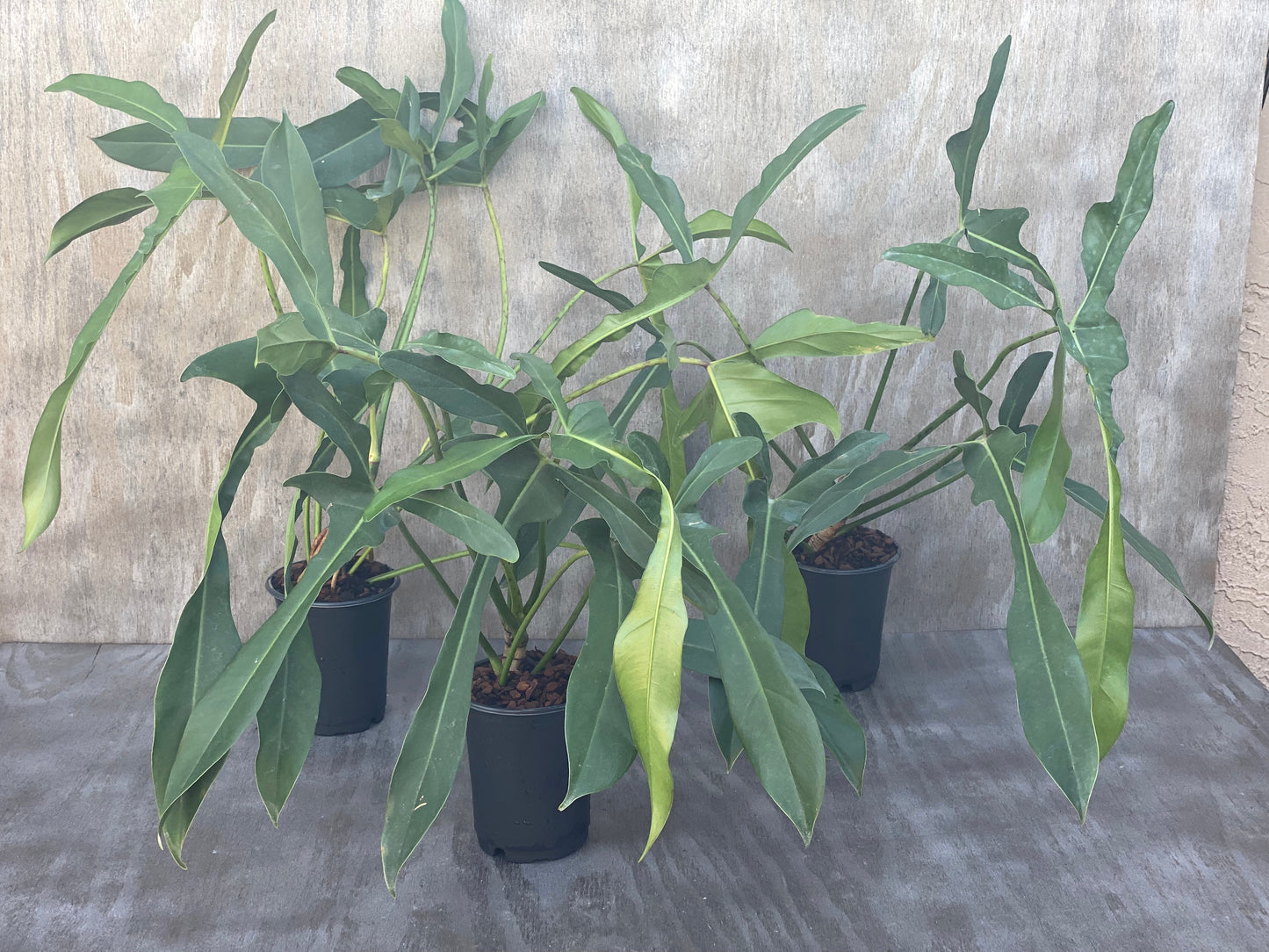 Grower’s Choice Philodendron Longilobatum (XL SIZE!)