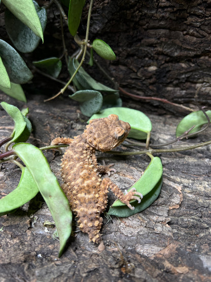 Nephrurus Amyae 1.1 Pair #2 lizard perched on a tree branch, showcasing its natural habitat and physical features.