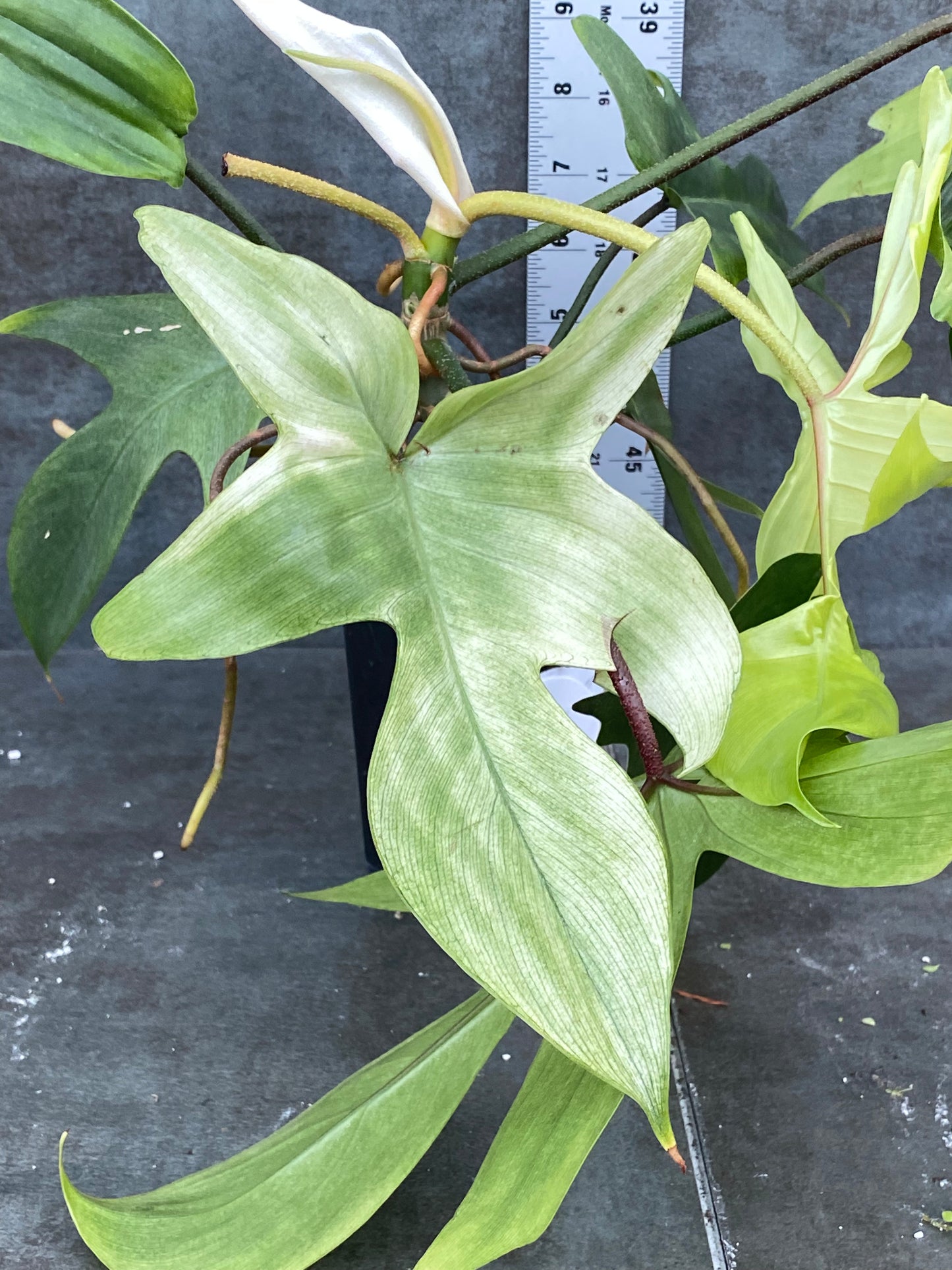 Philodendron Florida Ghost Mint BUSH!! Wild Mother Plant