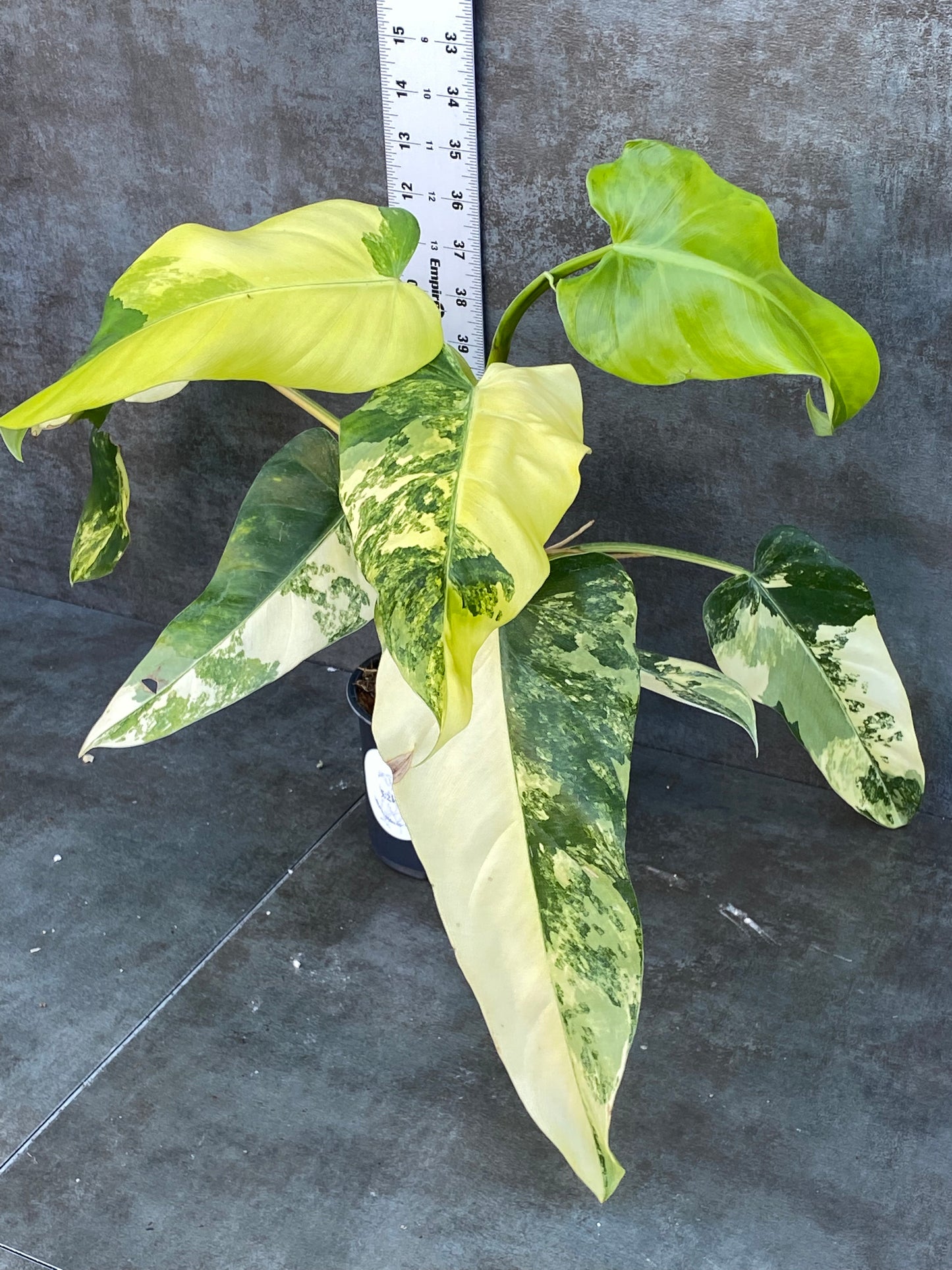 Philodendron Domesticum - High Color